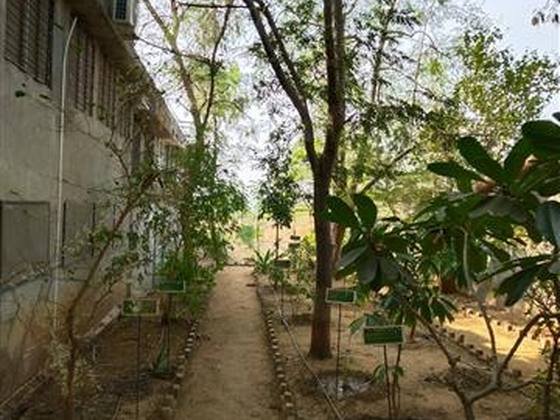 Medicinal Garden