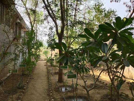 Medicinal Garden