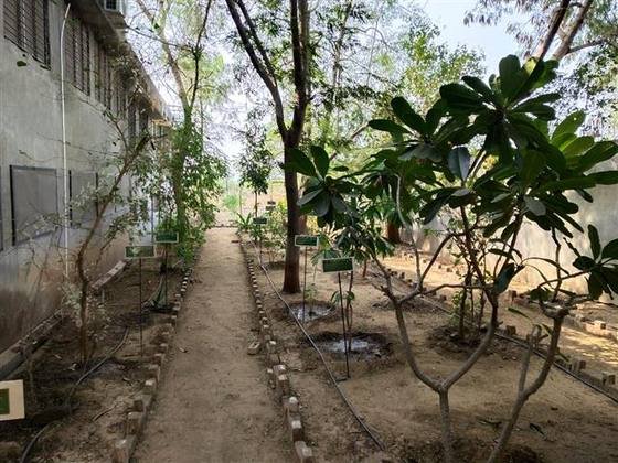 Medicinal Garden