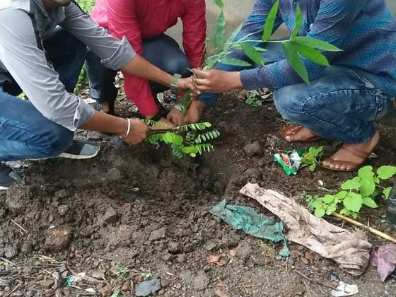 Tree Plantation